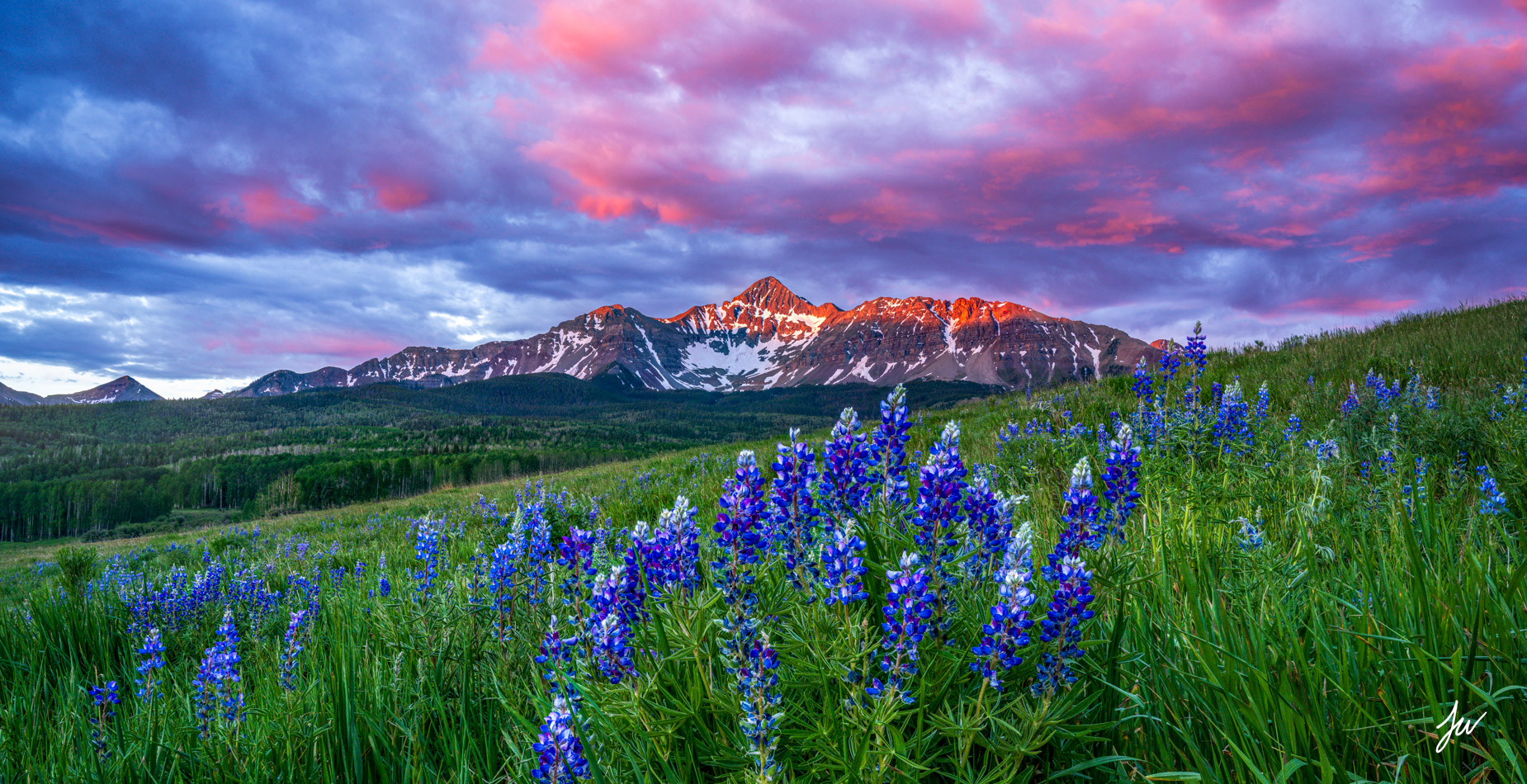 Wilson Wildflowers Wildflowers beneath WIlson Peak near Telluride, Colorado.